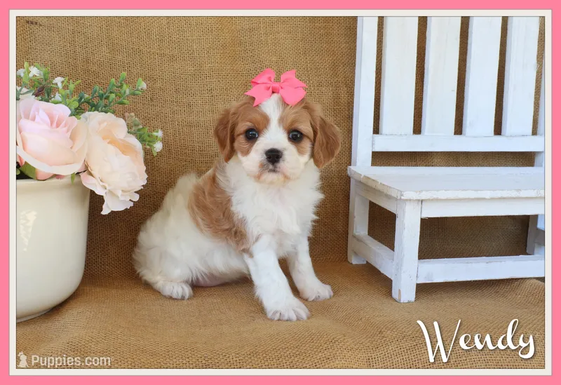Wendy – Cavapoo puppy for sale in Conway, AR