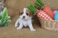 Wendy, a female Cavapoo for sale in Conway, AR – Photo 5 of 8
