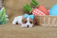 Wendy, a female Cavapoo for sale in Conway, AR – Photo 3 of 8