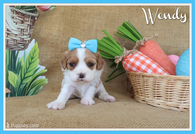 Wendy – Cavapoo puppy for sale in Conway, AR