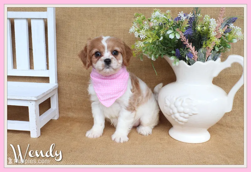 Wendy – Cavapoo puppy for sale in Conway, AR