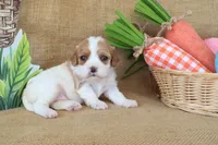 Wendy, a female Cavapoo for sale in Conway, AR – Photo 8 of 8