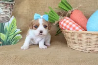 Wendy, a female Cavapoo for sale in Conway, AR – Photo 4 of 8