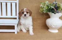 Wendy, a female Cavapoo for sale in Conway, AR – 3 of 5