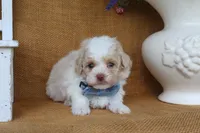 Dean, a male Poodle - Toy  for sale in Conway, AR – 3 of 4