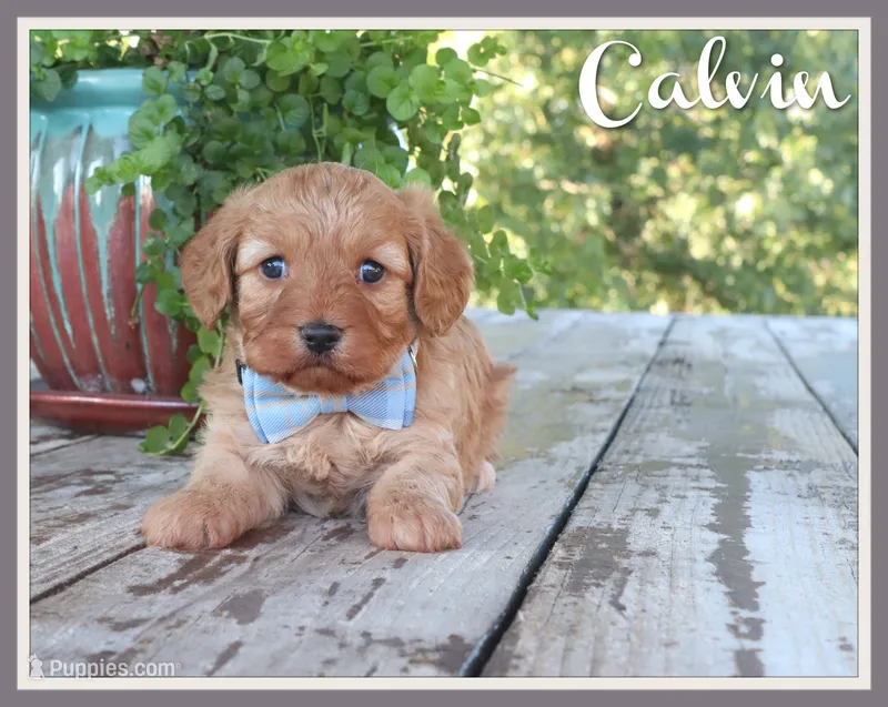 Calvin – Cavapoo puppy for sale in Conway, AR