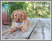 Calvin, a male Cavapoo for sale in Conway, AR – 1 of 7