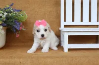 Trinity, a female Cavachon for sale in Conway, AR – 2 of 6
