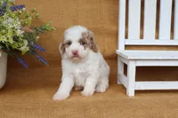 Isabella, a female Cavapoo for sale in Conway, AR – 2 of 5