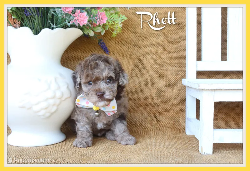 Rhett – Poodle - Toy  puppy for sale in Conway, AR