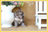 Rhett, a male Poodle - Toy  for sale in Conway, AR – 1 of 5