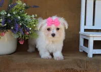 Mia, a female Maltese for sale in Conway, AR – 7 of 7