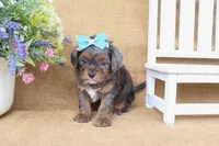 Raven, a female Cavapoo for sale in Conway, AR – 4 of 5