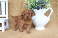 Brody, a male Cavapoo for sale in Conway, AR – 4 of 5