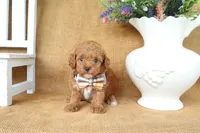 Weston, a male Poodle - Toy  for sale in Conway, AR – 2 of 5