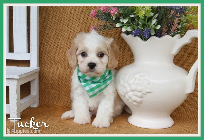 Tucker – Cavachon puppy for sale in Conway, AR