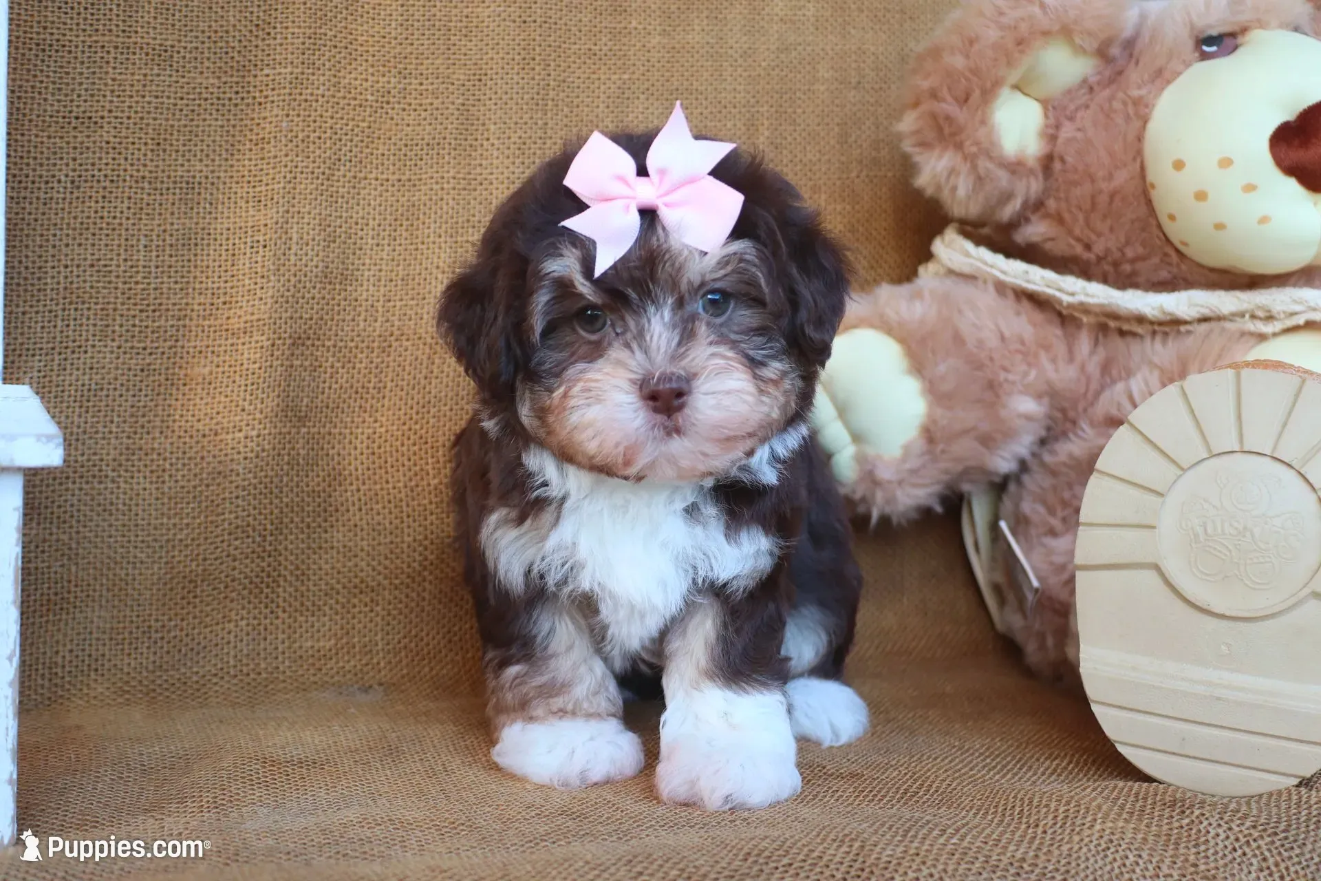 Kylie, a female Havanese for sale in Conway, AR – 6 of 7