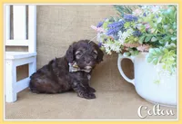 Colton, a male Cockapoo for sale in Conway, AR – Photo 1 of 5