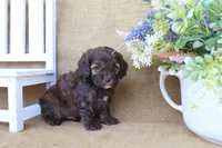 Colton, a male Cockapoo for sale in Conway, AR – Photo 3 of 5