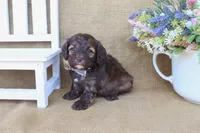 Colton, a male Cockapoo for sale in Conway, AR – Photo 2 of 5
