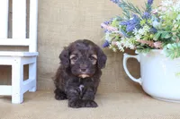 Colton, a male Cockapoo for sale in Conway, AR – Photo 5 of 5
