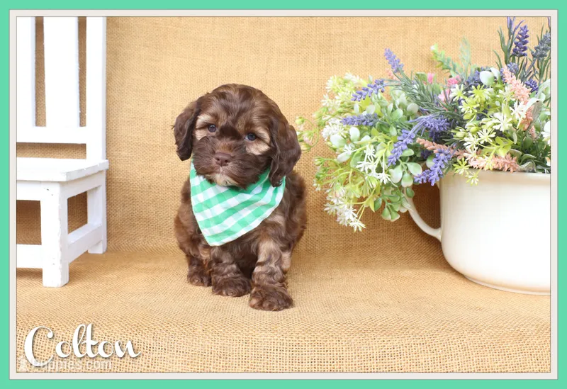 Colton – Cockapoo puppy for sale in Conway, AR