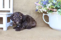 Colton, a male Cockapoo for sale in Conway, AR – Photo 4 of 5