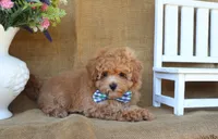 Miles, a male Maltipoo for sale in Conway, AR – 7 of 9