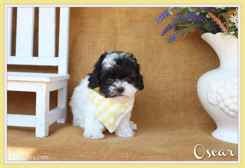 Oscar – Cavapoo puppy for sale in Conway, AR