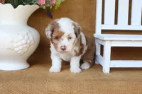 Rory, a female Poodle - Toy  for sale in Conway, AR – 4 of 5