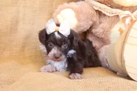 Prim, a female Yorkipoo for sale in Conway, AR – 4 of 5
