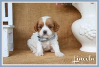 Lincoln, a male Cavapoo for sale in Conway, AR – 1 of 4