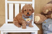 Theo, a male Poodle - Toy  for sale in Conway, AR – Photo 5 of 8