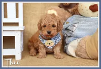 Theo, a male Poodle - Toy  for sale in Conway, AR – Photo 1 of 8