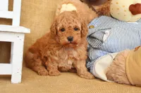 Theo, a male Poodle - Toy  for sale in Conway, AR – Photo 6 of 8