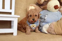 Theo, a male Poodle - Toy  for sale in Conway, AR – Photo 7 of 8