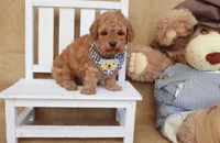 Theo, a male Poodle - Toy  for sale in Conway, AR – Photo 4 of 8