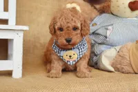 Theo, a male Poodle - Toy  for sale in Conway, AR – Photo 3 of 8