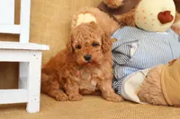 Theo, a male Poodle - Toy  for sale in Conway, AR – Photo 8 of 8