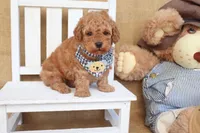 Theo, a male Poodle - Toy  for sale in Conway, AR – Photo 2 of 8