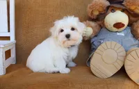 Maddox, a male Maltese for sale in Conway, AR – 4 of 4
