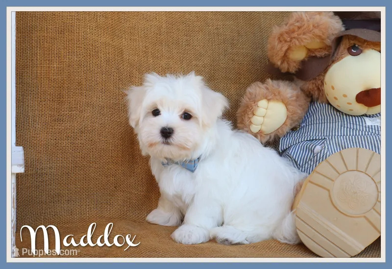 Maddox – Maltese puppy for sale in Conway, AR
