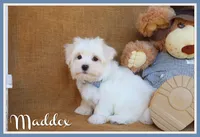 Maddox, a male Maltese for sale in Conway, AR – 1 of 4