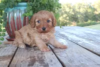 Calvin, a male Cavapoo for sale in Conway, AR – 6 of 7