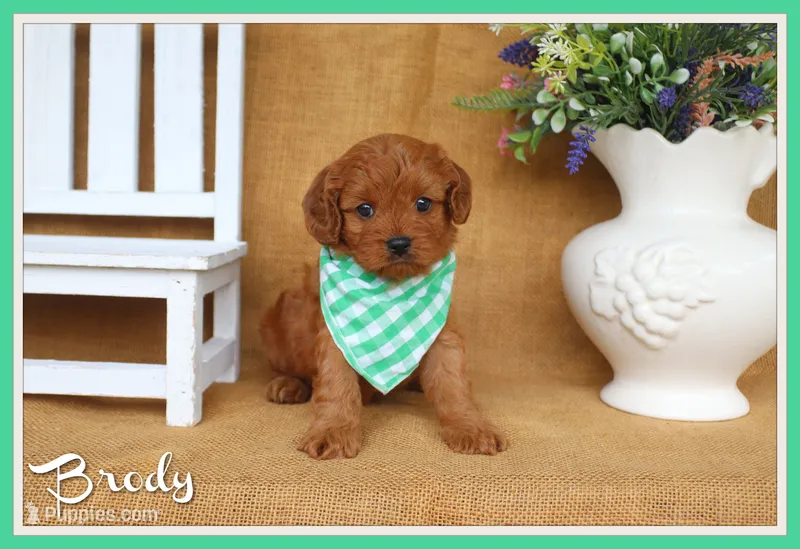 Brody – Cavapoo puppy for sale in Conway, AR