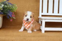 Hunter, a male Havanese for sale in Conway, AR – 5 of 7
