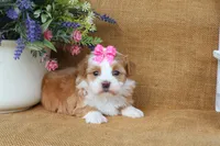 Hallie, a female Havanese for sale in Conway, AR – 4 of 6
