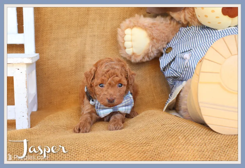 Jasper – Poodle - Toy  puppy for sale in Conway, AR