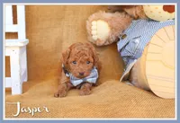 Jasper, a male Poodle - Toy  for sale in Conway, AR – 1 of 5