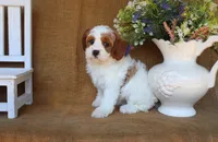 Blair, a female Cavapoo for sale in Conway, AR – 2 of 5